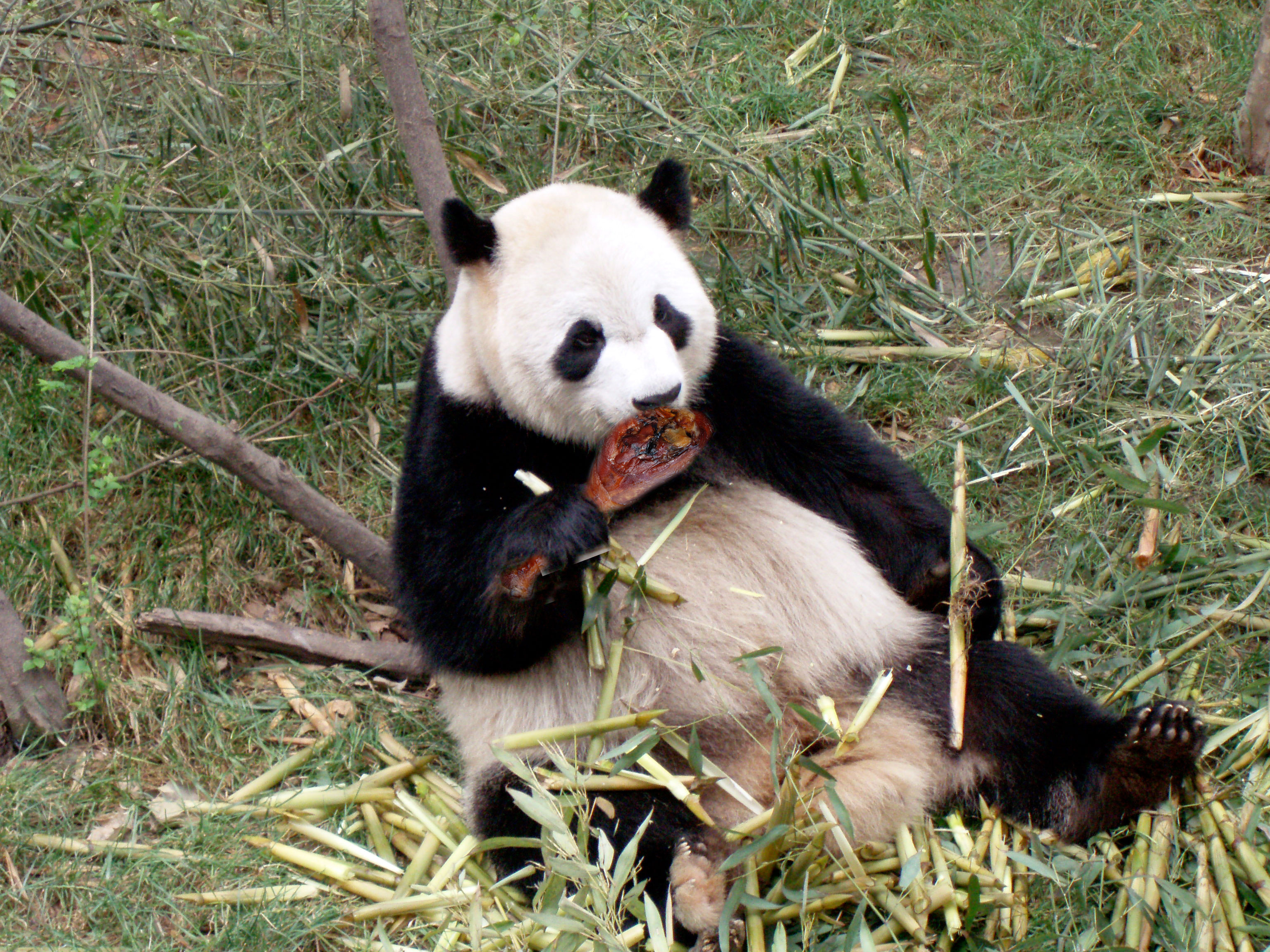 Wild award hero panda best adult free photo