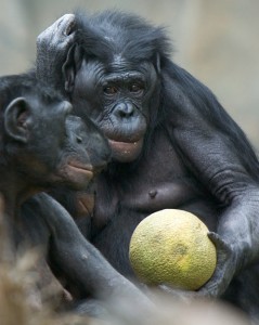 They're thinking, "Anything's better than a veggie."