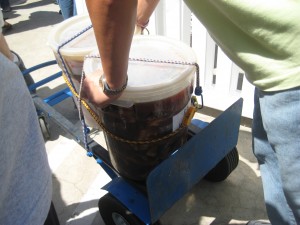 Tubs of meat roll by.