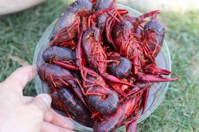 Beaucoup Crawfish - Crawdads from the crick